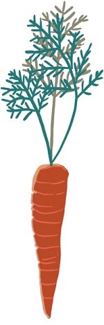 Illustration of an orange carrot with leafy greens still attached.