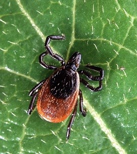 Adult Deer Tick on a leaf