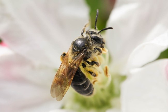 Mining bee on an apple blossom.