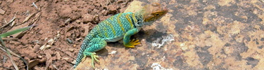 Yellow-headed collared lizard sitting on a rock