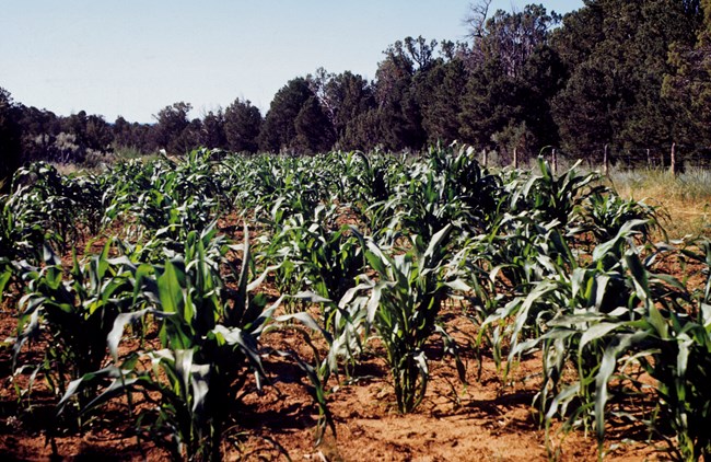 A field of growing cornstalks planted in red soil, surrounded by trees