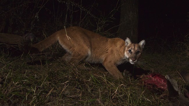 A mountain lion, a large brown wildcat, looks into the camera as it stands above a carcass at night.