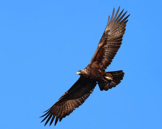 A golden eagle, a large gold-brown bird with a hooked beak, spreads its large wings widely as it soars against a clear blue sky.
