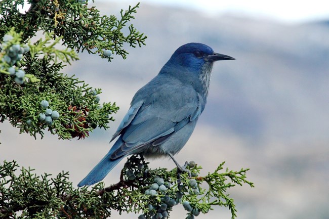 A pinyon jay, a blue-grey bird with a long-pointed bill, sits on the branch of a juniper tree against a hazy background.