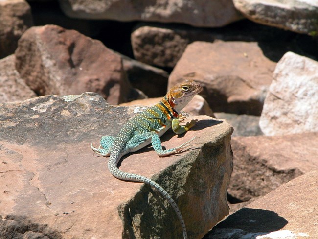 A collared lizard, colored from orange to turquoise to black and white, sits on a rock and looks at the camera.
