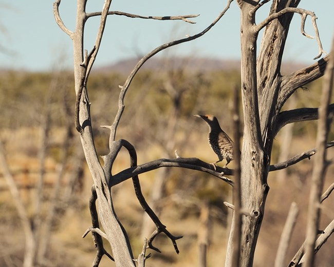 A northern flicker (a sleek, long-billed bird) sits on the branch of a dead tree, partly in shade.