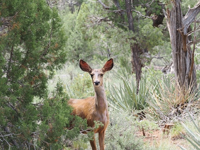 A mule deer stands next to a pine tree, it's large ears sticking up from either side of it's head as it faces the viewer.