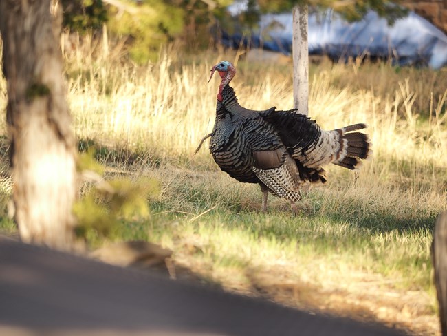 A male wild turkey stands in a sunlit campground