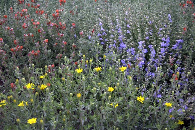 A large cluster of yellow, red, and blue-purple wildflowers.