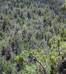 Forest of pinyon and juniper trees.