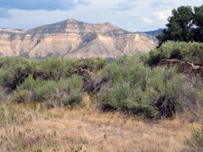 Landscape covered in green sagebrush with mesa in background.