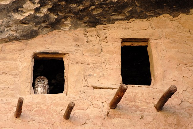An owl sits in the window of a cliff dwelling