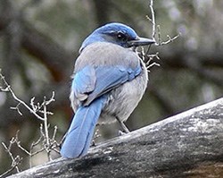 Profile of a blue-gray scrub jay standing on branch