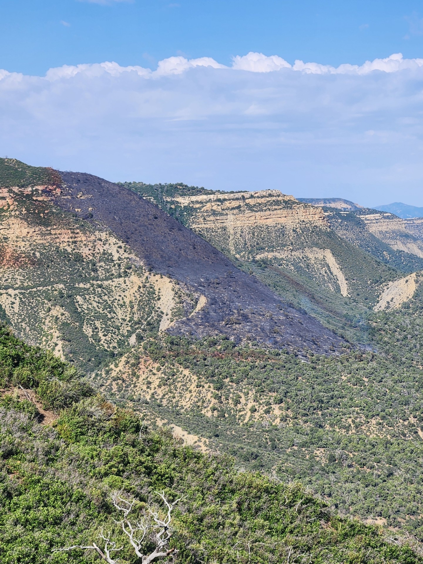 North facing terrain with shrubs and trees covering two mesas one that drop off as a cliff and the other to a slope which shows a recent burn area