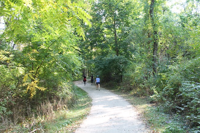 Image of walking path in a forested area