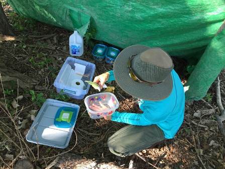 Ranger Gullickson caring for young monarch caterpillars