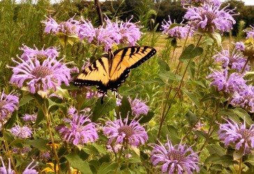 A large black and yellow butterfly feeds on lavender flowers.