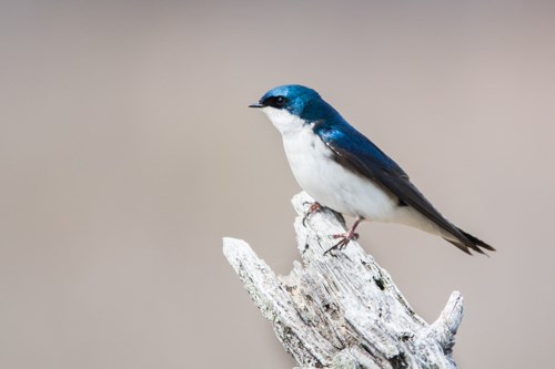 A blue bird with white breast and black mask perched on a branch.