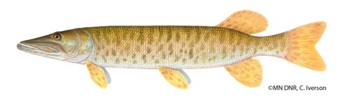 A large but long, slender fish.