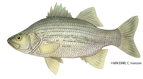 A medium-sized white fish with small dark broken lines on its sides.