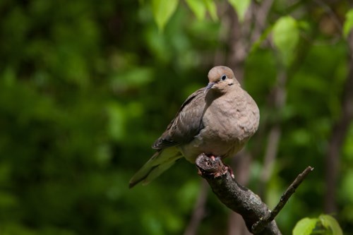 A tan bird perches on a twig.