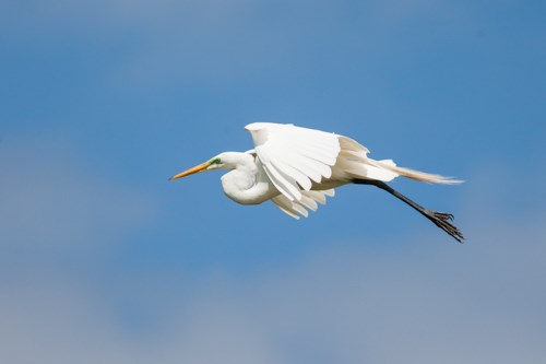 Large, white bird with long black legs flies across a blue sky.