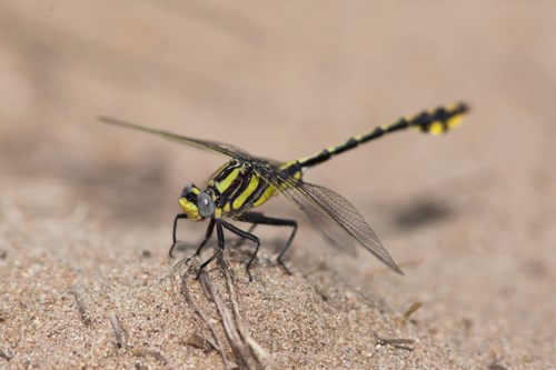 A large, yellow and black insect sits perched on the sandy ground.