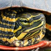 The yellow and black face of a painted turtle.