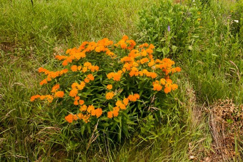Orange flowers atop of a low, bushy green plant.