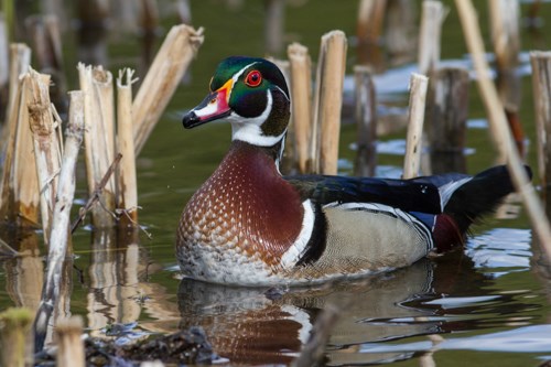 A duck floats on the water among plants.