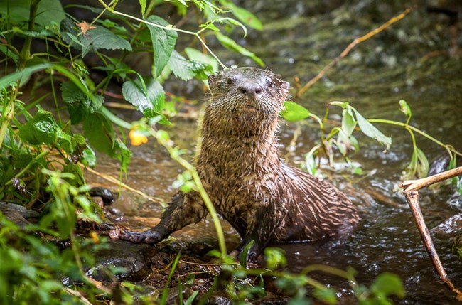 A small brown animal, known as the North American river otter, rests partially submerged in a creek.