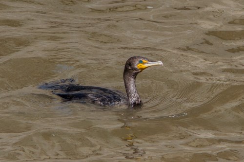 A large black bird swims in a river.
