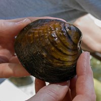 A large brown clam-like mussel shell held by a researcher.