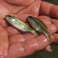 Two small fish lay in the hands of a researcher.