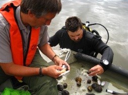 Biologists study native, Mississippi River mussels