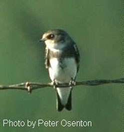 A small brown and white bird perched on a strand of barbed wire.