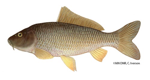 A large brownish gold fish.
