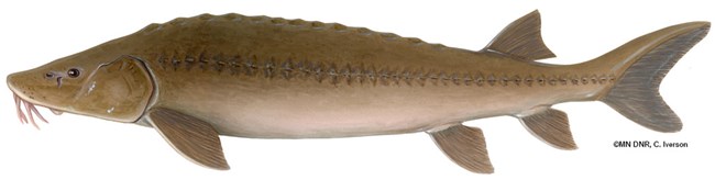A large brown fish.