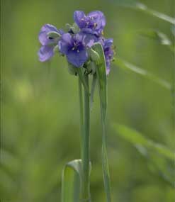 Common Spiderwort