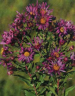 New England Aster