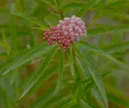 Swamp Milkweed