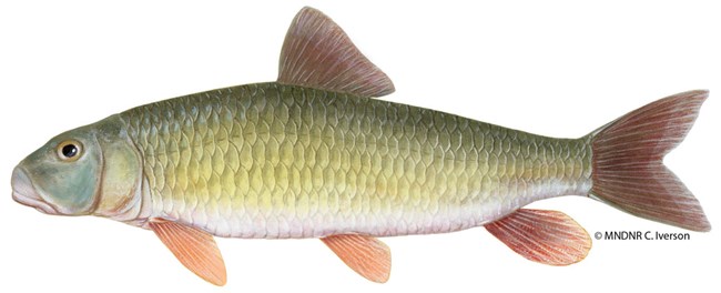 A long, slender fish that is mostly gold or silver with bright red fins.