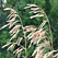 Smooth brome grass seedheads against a green backdrop of trees. Smooth brome grass seedheads against a green backdrop of trees.