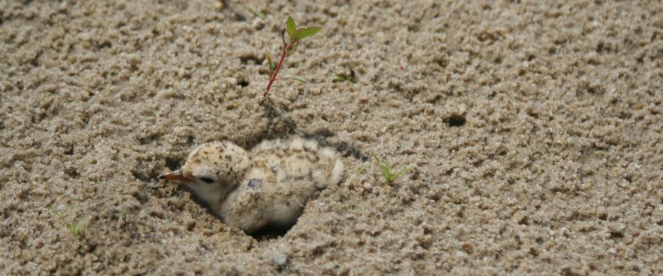 A young tern sitting in its nest.