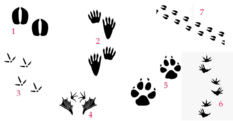 A set of seven black-colored animal tracks spread across a white background.