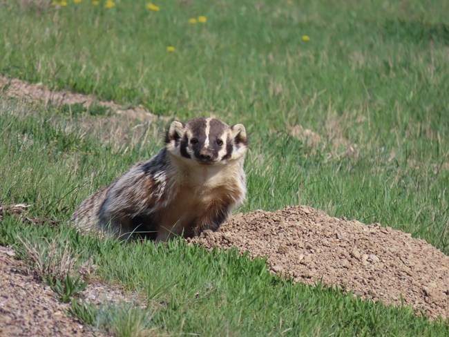 A badger sits next to a mound of dirt amid grass and looks towards the camera. Yellow flowers dot the grass in the background.