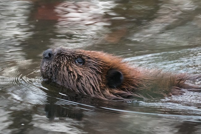 A brown beaver sticks its furry head out of the water, facing left; ripples extend out from its head in the surrounding water.