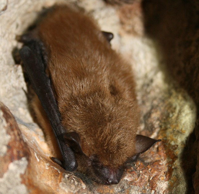 A big brown bat hangs upside down at rest