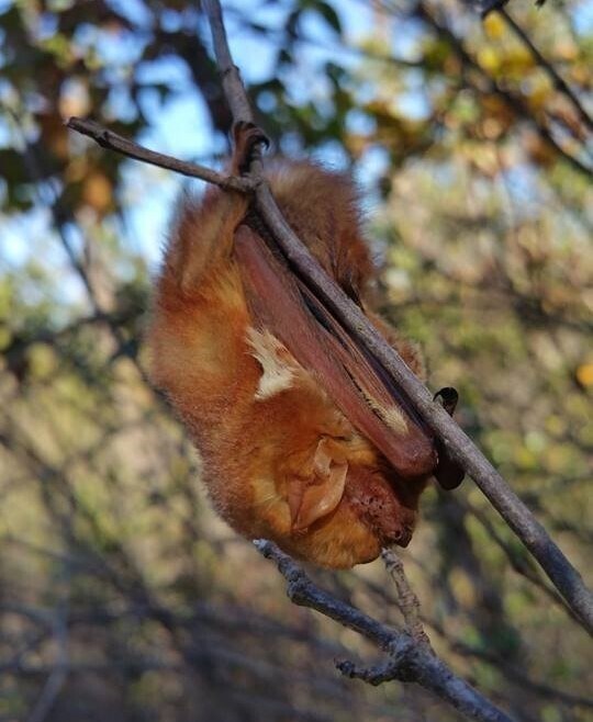 Eastern red bat hanging on a branch