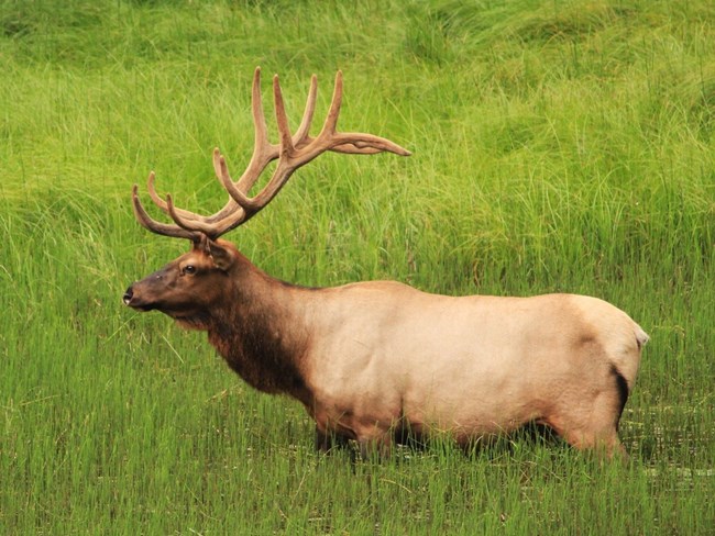 An elk with large antlers wades through a grassy marsh.